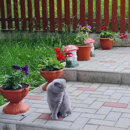 Pensiunea Viselor Cabană Vadu Motilor