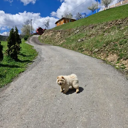 Cabană Pensiunea Viselor Vadu Motilor