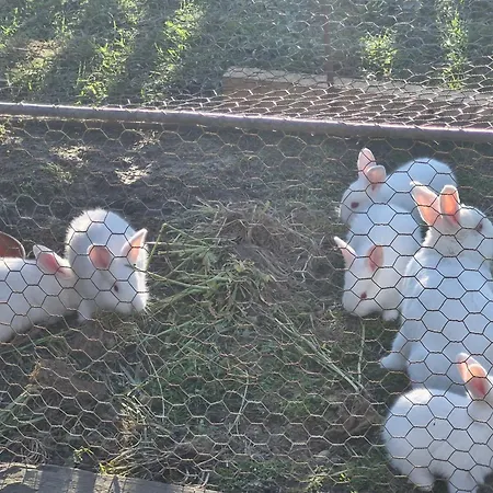 Cabană Pensiunea Viselor